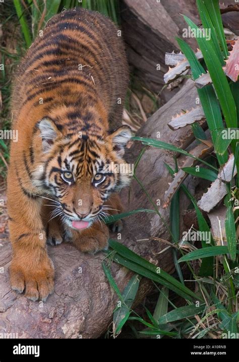 Six Month Old Sumatran Tiger Cub At The Los Angeles Zoo Stock Photo Alamy