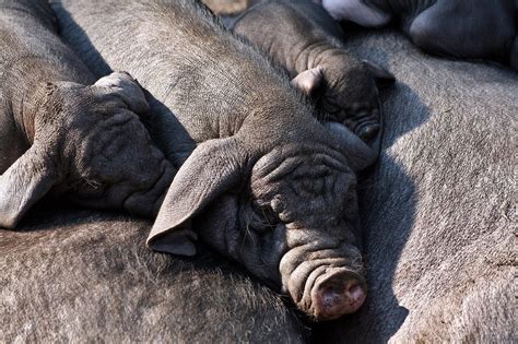 Pigs Piglets Domestic Animals Farm Free Photo On Pixabay Pixabay
