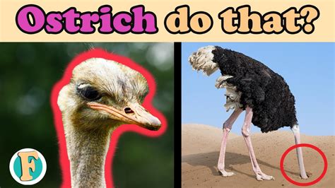 Do Ostriches Bury Their Head In The Sand Is It A Myth Or Reality Youtube