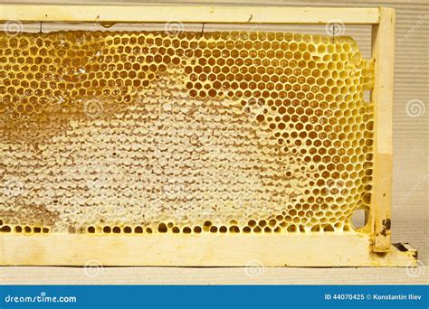 Waxed Honeycomb With Honey Stock Image Image Of Meal 44070425