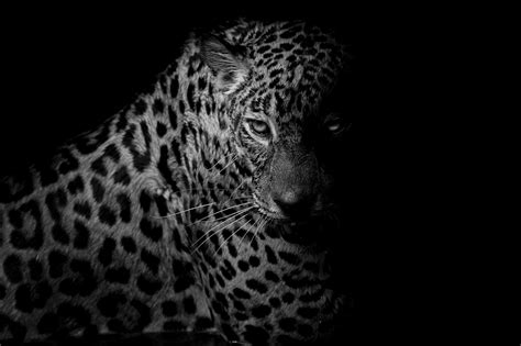 Black Leopard Backgrounds Wallpaper Cave
