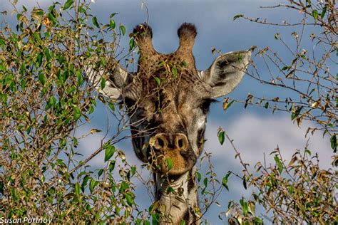 Long Necks And Doe Eyes 12 Photos For Giraffe Lovers Giraffe