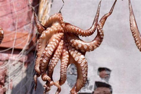 Octopus Vs Squid Key Similarities And Differences