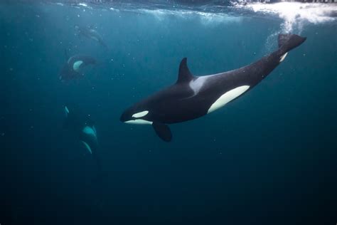 Underwater Orca Pod Stephane Granzotto Valhalla Expedition
