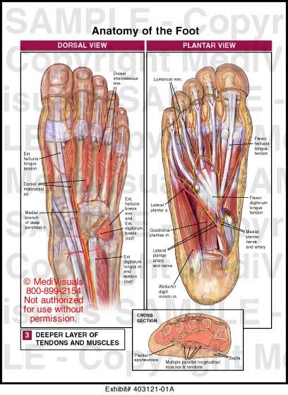 Anatomy Of The Foot Medical Illustration Medivisuals