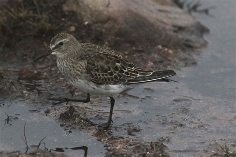 Birding With Lisa De Leon 2017