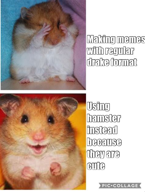 Hamster Love Cute Animal Memes Animal Memes Animals
