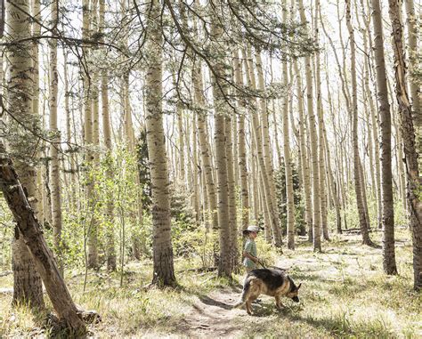 7 Year Old Boy Walking His Dog In Forest Of Aspen Trees Stock Image