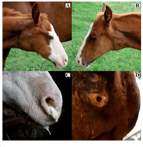 Right A And Left B Retropharyngeal Swelling In A Foal With