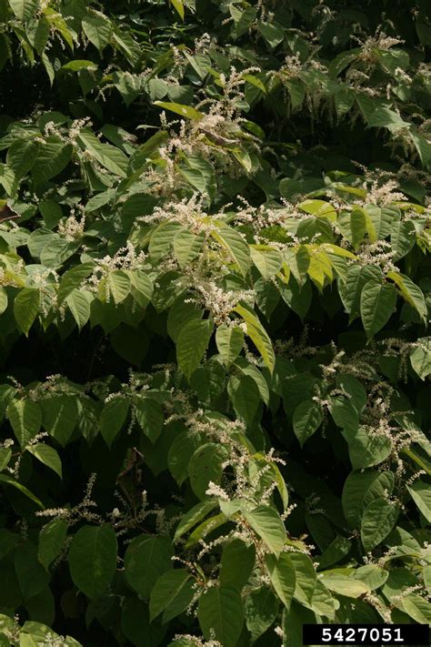 Japanese Knotweed Reynoutria Japonica Polygonales