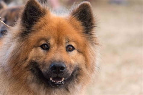 Best Eurasier Dog Food Spot And Tango