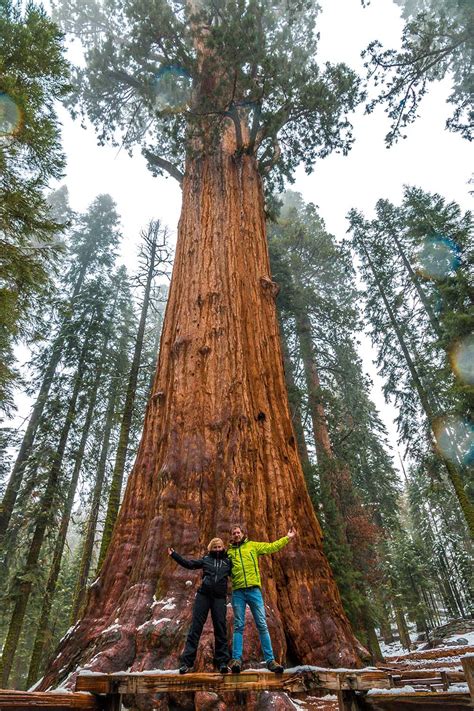 Sequoia National Park The Biggest Trees In The World Eandt Abroad