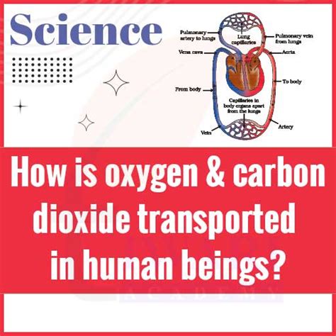 How Is Oxygen And Carbon Dioxide Transported In Human Beings