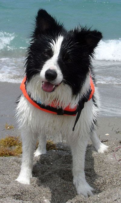 Border Collie Dog Breed Pictures Dog Pictures Online