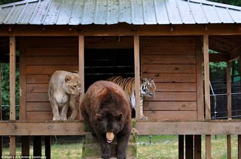 Noahs Ark Animal Shelters Lion Tiger And Bear Brothers Are Best