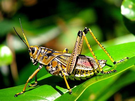 Sauterelle Insecte Fond Décran Hd Wallpaperbetter