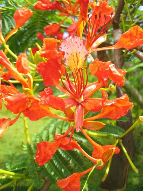 Flamboyant Tree Flower Royal Poinciana Poinciana Flowers