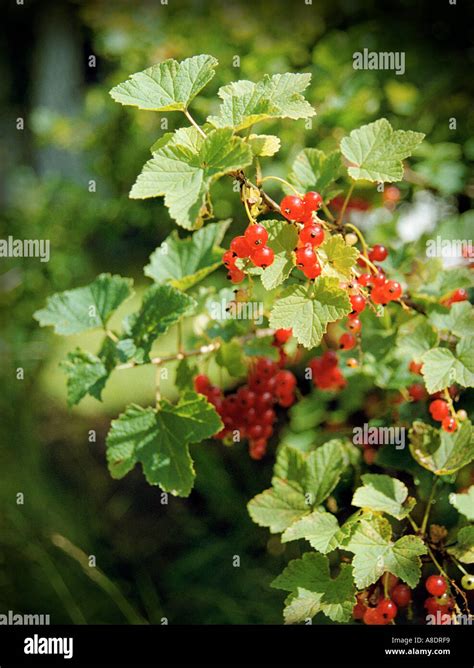 Cluster Of Berries On A Red Currant Ribes Rubrum L Bush Stock Photo Alamy