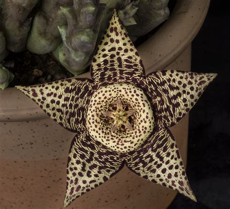 Star Shaped Succulent Flower This Strange And Eye Catching Flickr