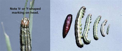 Expert Fall Armyworm Invasion Could Lead To Dying Lawns