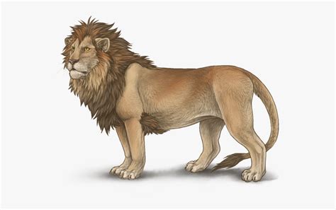 Full Body Lion Drawings Free Transparent Clipart Clipartkey