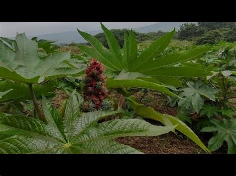 Cultivo De Higuerilla En Chiapas Youtube