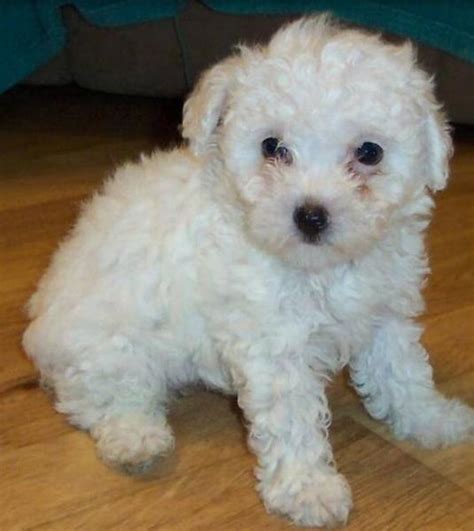 Cute White Poodle Puppy With Large Black Eyes