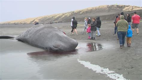 Dead Whale Washes Up On Oregon Coast At Fort Stevens State Park
