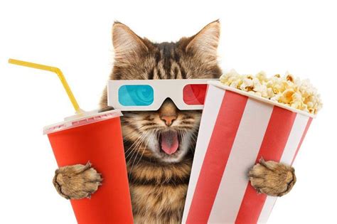 Can Cats Eat Popcorn Is Popcorn Dangerous For Your Kitty