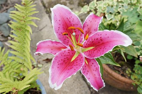 Pink Lily Flower Symbolism Best Flower Site
