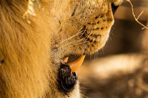 Lion Teeth Stock Image Image Of Snout Skin Mammal 269936517