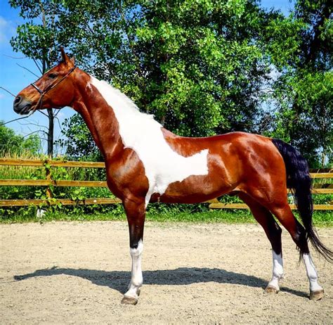 world champion national show horse gelding    horse breeds horses show horse