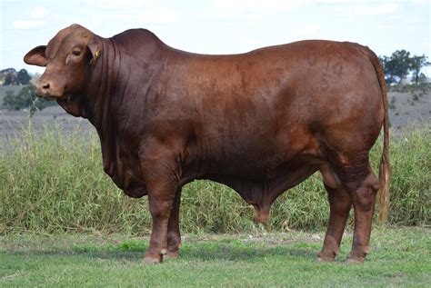 Redline Brangus Eidsvold Qld Classic Red Brangus Sale 2015