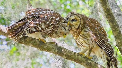 How Does Barred Owl Duet Sounds Northern Barred Owl Couple Voice