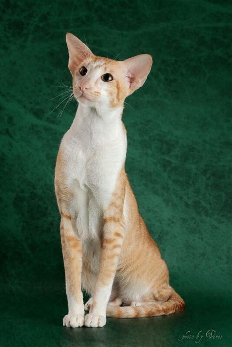 Cute cats and dogs, Cat breeds, Oriental shorthair cats