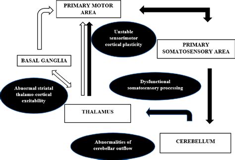 Figure 2 From Muscle Tone Physiology And Abnormalities Semantic Scholar