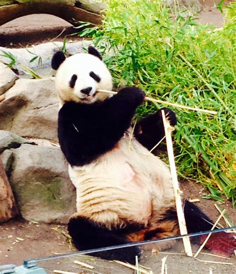 Giant Panda At The San Diego Zoo Giant Panda Panda San Diego Zoo