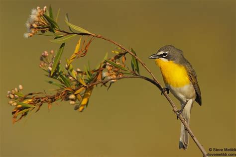 Common Wild Birds Southern California Unique Rare Bird