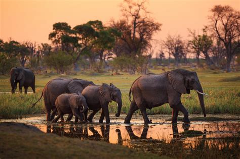 Six Reasons To Visit Botswana In The Green Season
