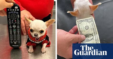 ‘small Like A Ball Pearl The Chihuahua Becomes Worlds Shortest Dog