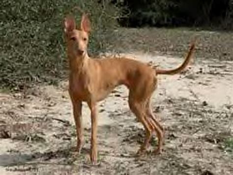 Please take a look at the breeds listed on the left of this site to search for the main breeds in making this mix breed: Cirneco dell'Etna dog photo and wallpaper. Beautiful Cirneco dell'Etna dog pictures