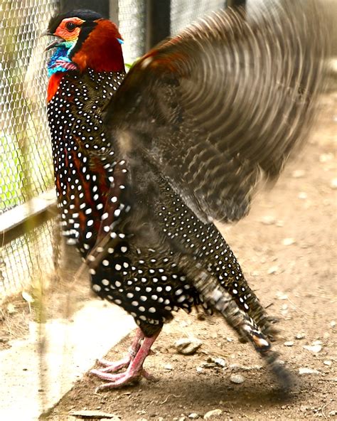 In Order To Conserve This Pheasant The State Of Himachal Pradesh Has