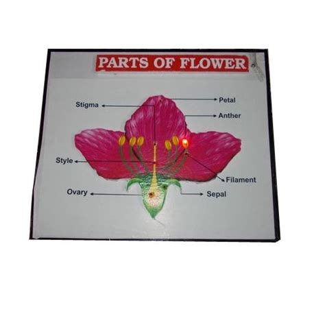 Unlike many other flowering plants, however, they have separate male and female flowers. Educational Aid TLM, TLE, LEP - Working Models (Parts of ...