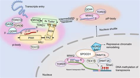 frontiers knockout gene based evidence for piwi interacting rna pathway in mammals