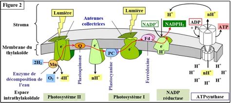 Conversion De Lénergie Lumineuse En énergie Chimique Et Synthèse De La