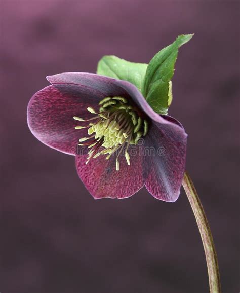 Dark Purple Hellebore Flower Stock Photo Image Of Background Flowers
