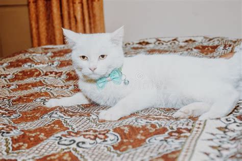 White Cat Funny Lying In The Bed On Bed Stock Photo Image Of Breed