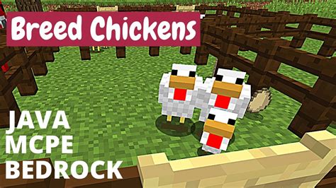 How To Breed Chickens Minecraft