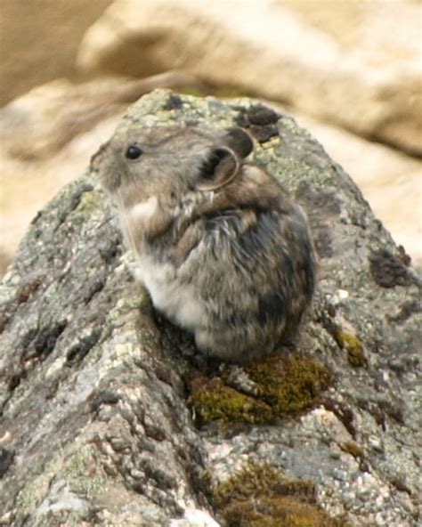Collared Pika Yukon Species Of Conservation Concern Guide