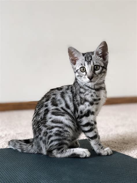 This Is Tora She Is A Silver Bengal Raww
